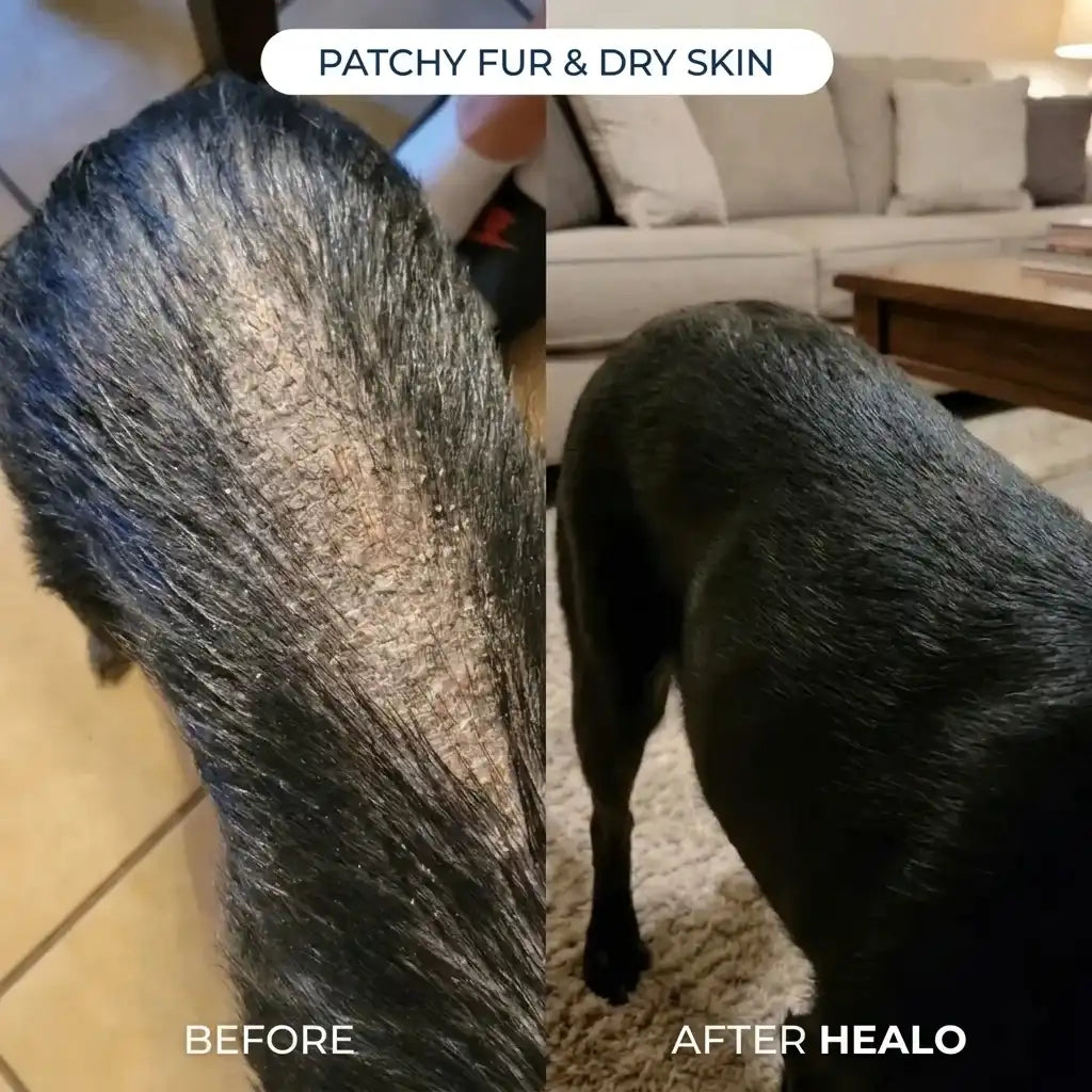 Healo Skin & Coat