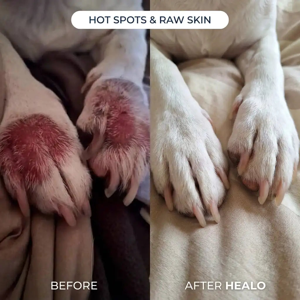 Healo Skin & Coat