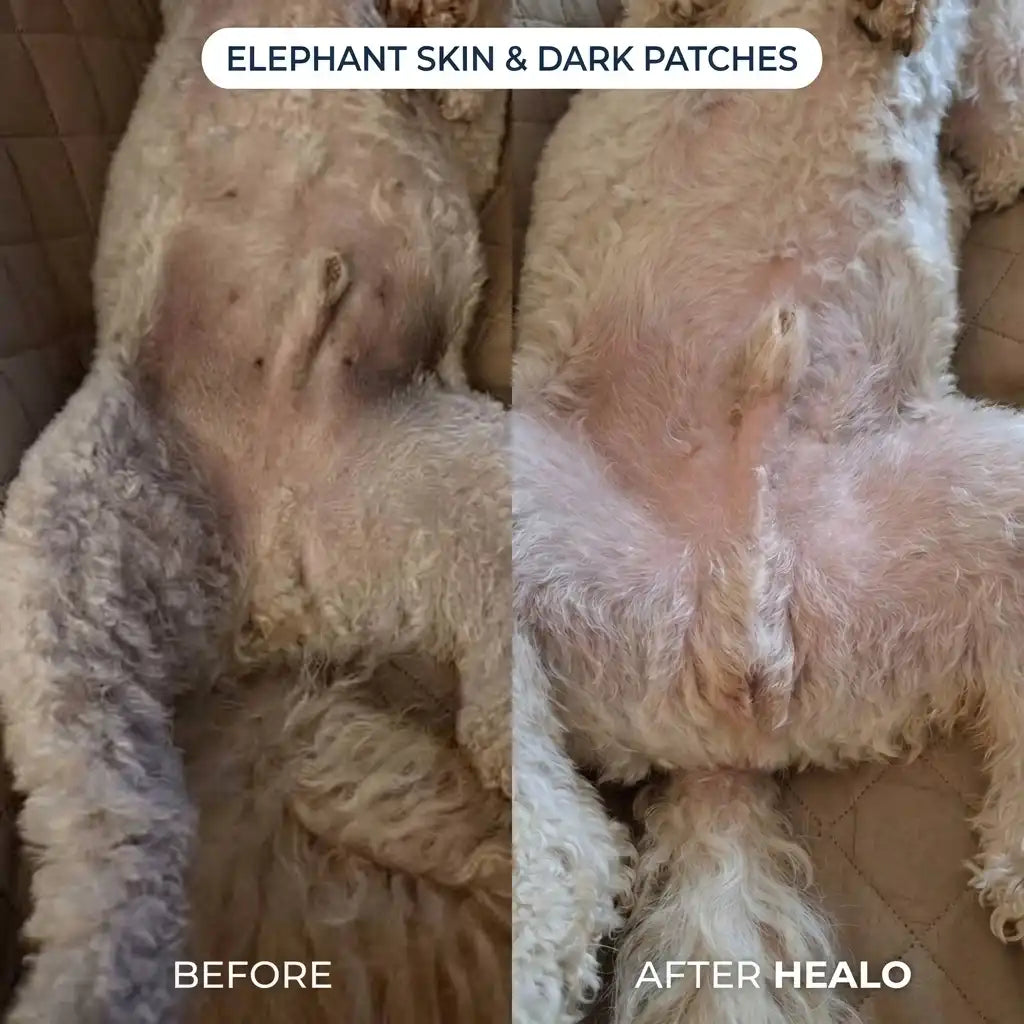 Healo Skin & Coat